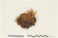 藏品(曲尾苔屬)的圖片